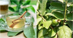 GỬI TRÀ LÁ ỔI ( BÚP NON) TỪ CÀ MAU ĐI HỒ CHÍ MINH TRONG NGÀY