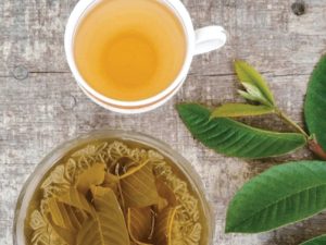 GỬI TRÀ LÁ ỔI ( BÚP NON) TỪ CÀ MAU ĐI HỒ CHÍ MINH TRONG NGÀY