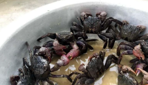 Gửi ba khía Rạch Gốc đi Bình Dương