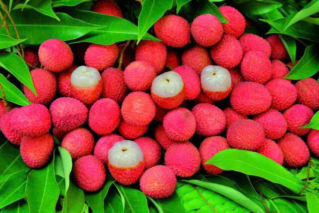Mua Hộ Vải  Bắc Giang Về Cà Mau – Nhanh Chóng