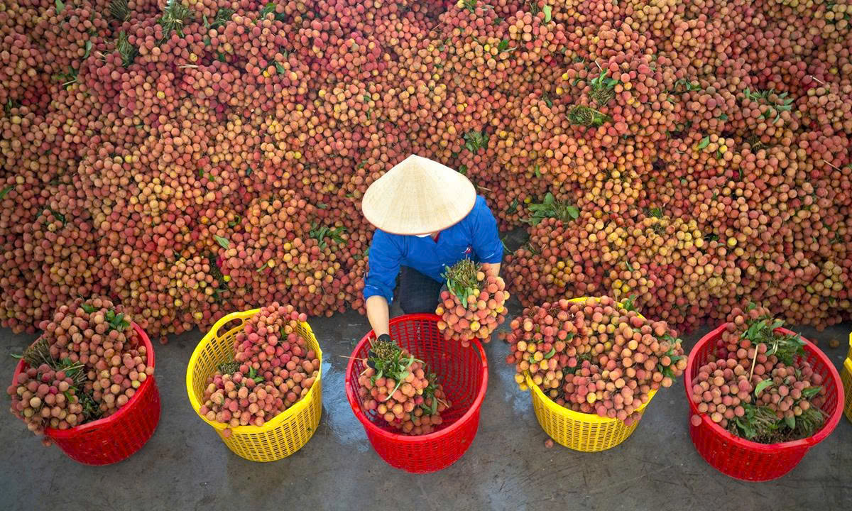 Mua Hộ Vải Bắc Giang Về Cà Mau – Nhanh Chóng